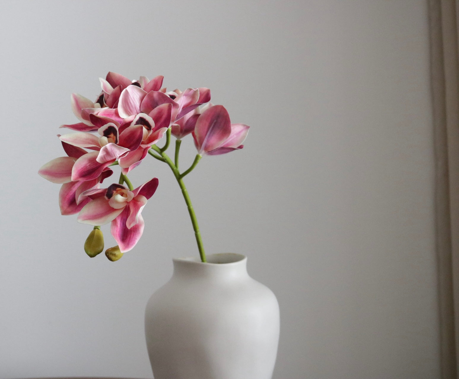 Pink Orchid