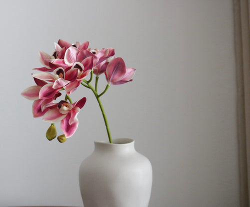 Pink Orchid