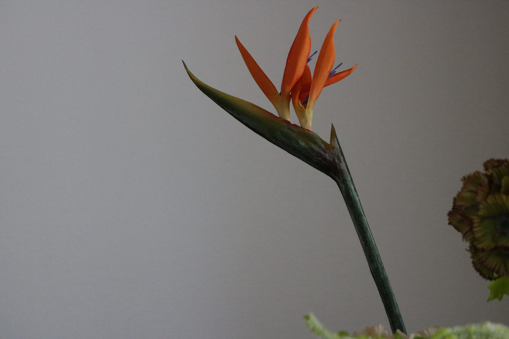 Sunset Pop Orchid